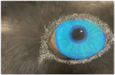 drawing of bright blue animal eye